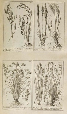 3644
<br/>
Plantae per Galliam, Hispaniam et Italiam observatae, iconibus aeneis exhibitae.
<br/>
<em></em>